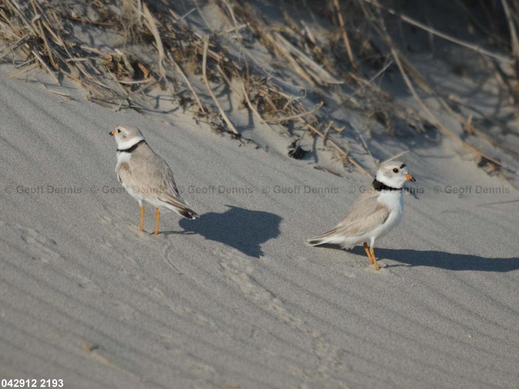 PIPL-5-AH_Piping-Plover