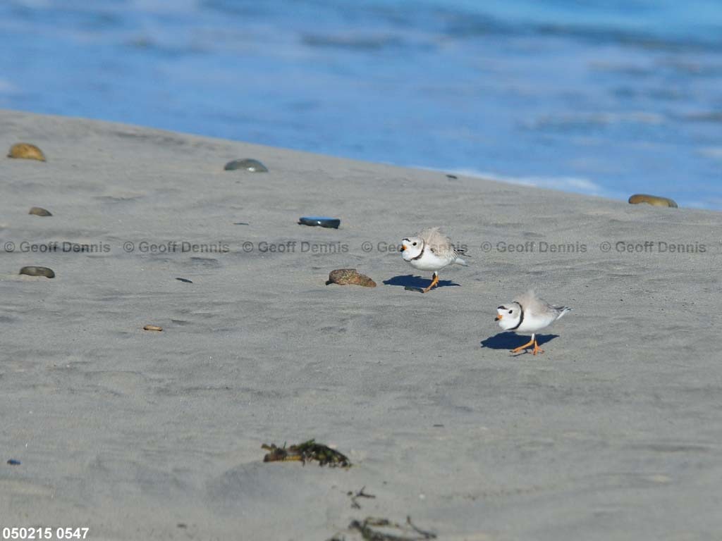 PIPL-5-AI_Piping-Plover