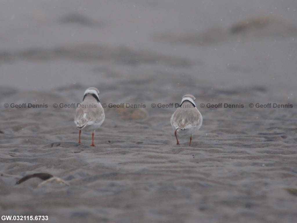 PIPL-5-AJ_Piping-Plover