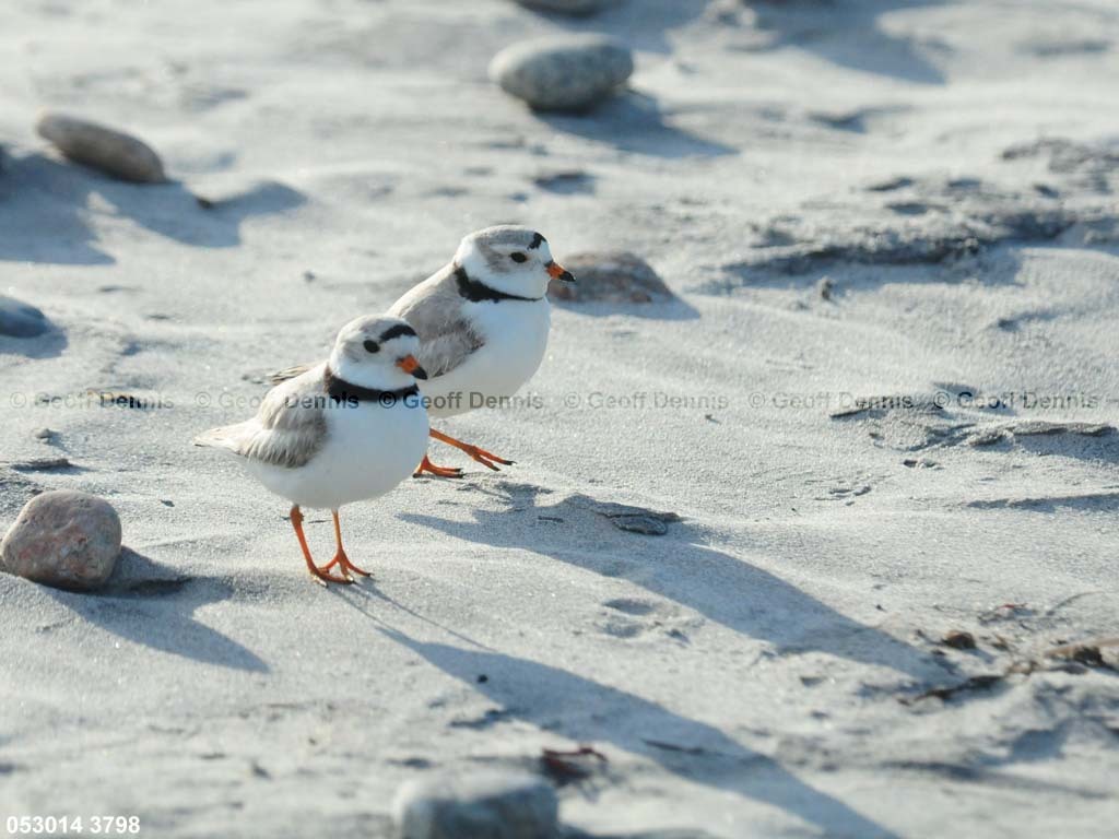 PIPL-5-AK_Piping-Plover