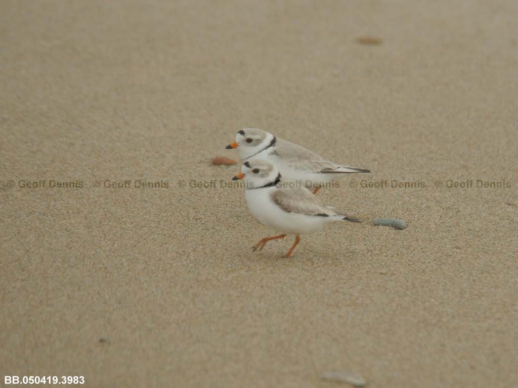 PIPL-5-AL_Piping-Plover