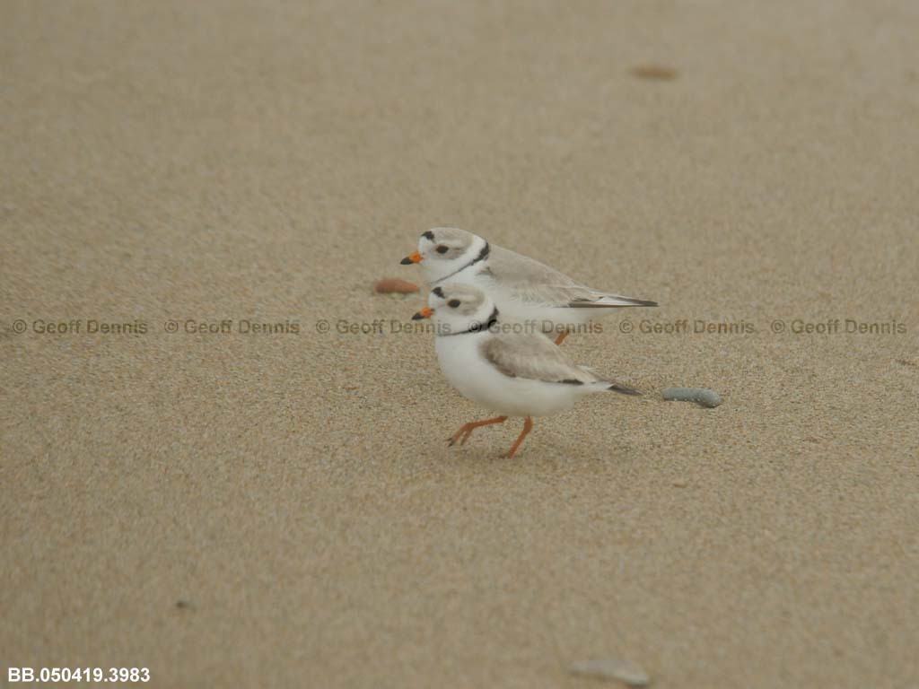 PIPL-5-AL_Piping-Plover