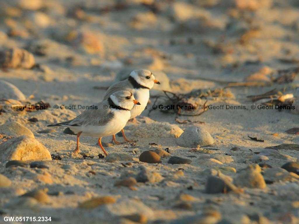 PIPL-5-AM_Piping-Plover
