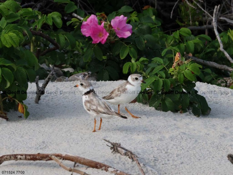 PIPL-5-AN_Piping-Plover