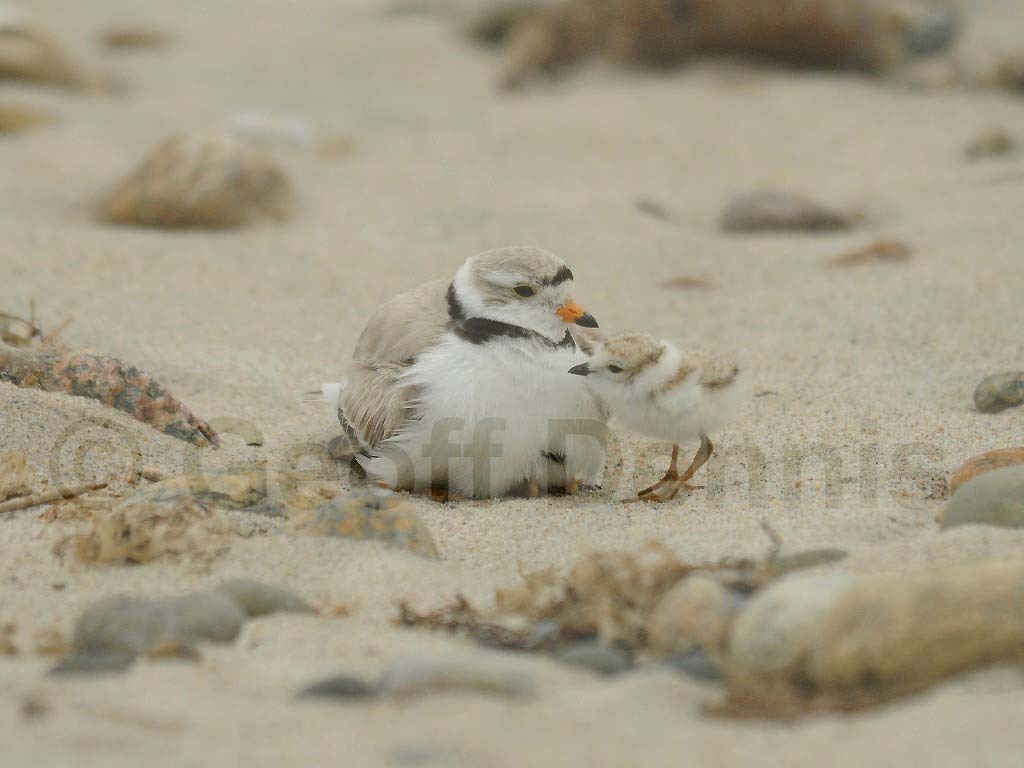 PIPL-14-AA_Piping-Plover