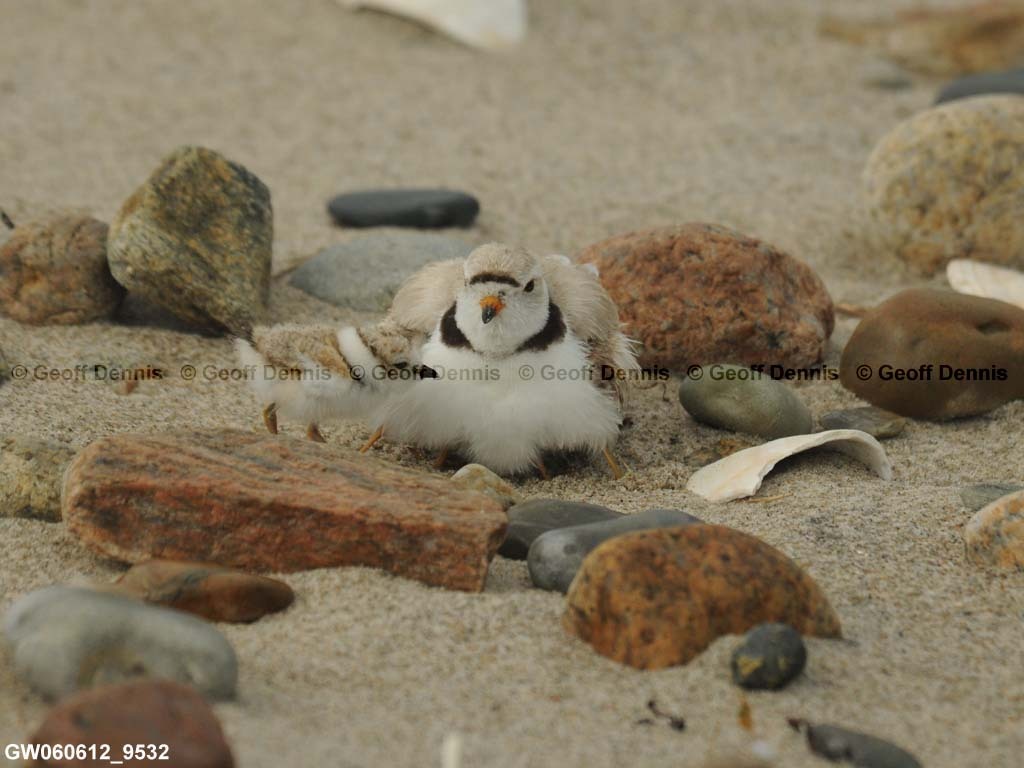 PIPL-14-AB_Piping-Plover