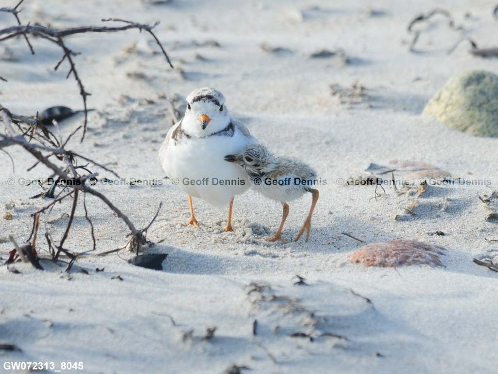 PIPL-14-AC_Piping-Plover