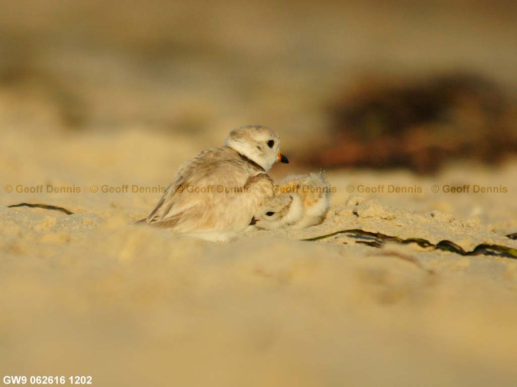 PIPL-14-AD_Piping-Plover