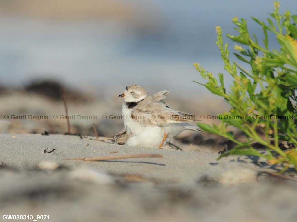PIPL-14-AE_Piping-Plover