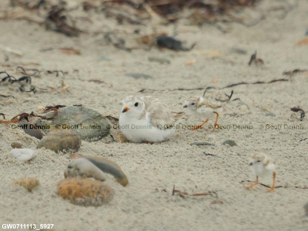 PIPL-14-AF_Piping-Plover