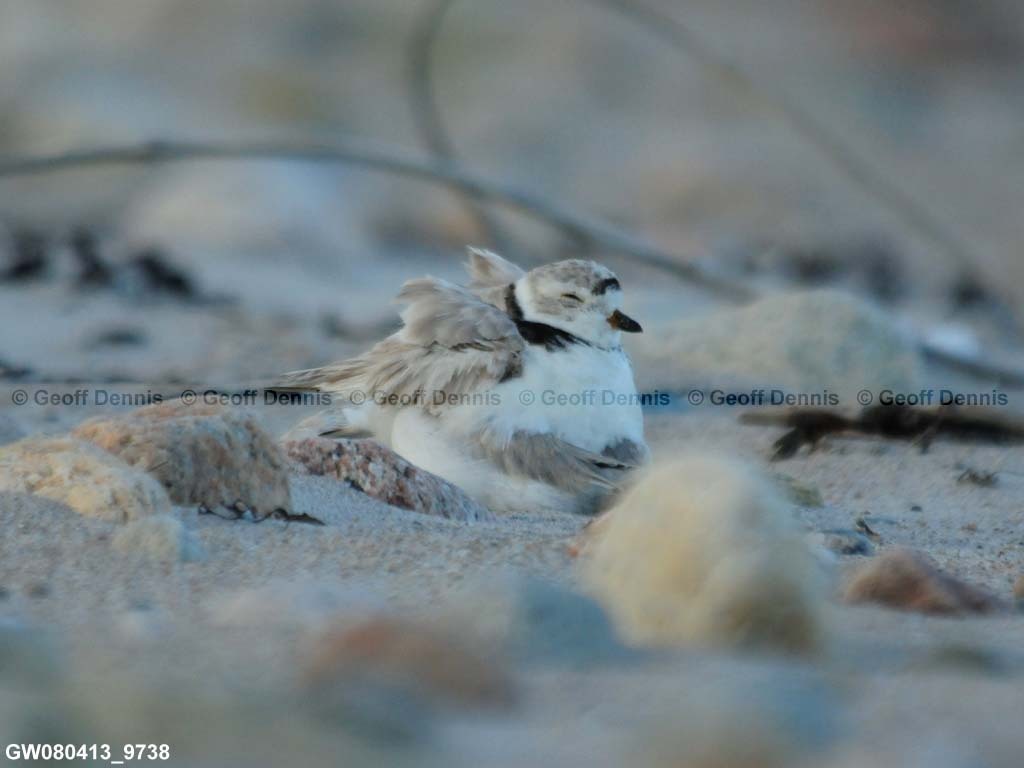 PIPL-14-AG_Piping-Plover