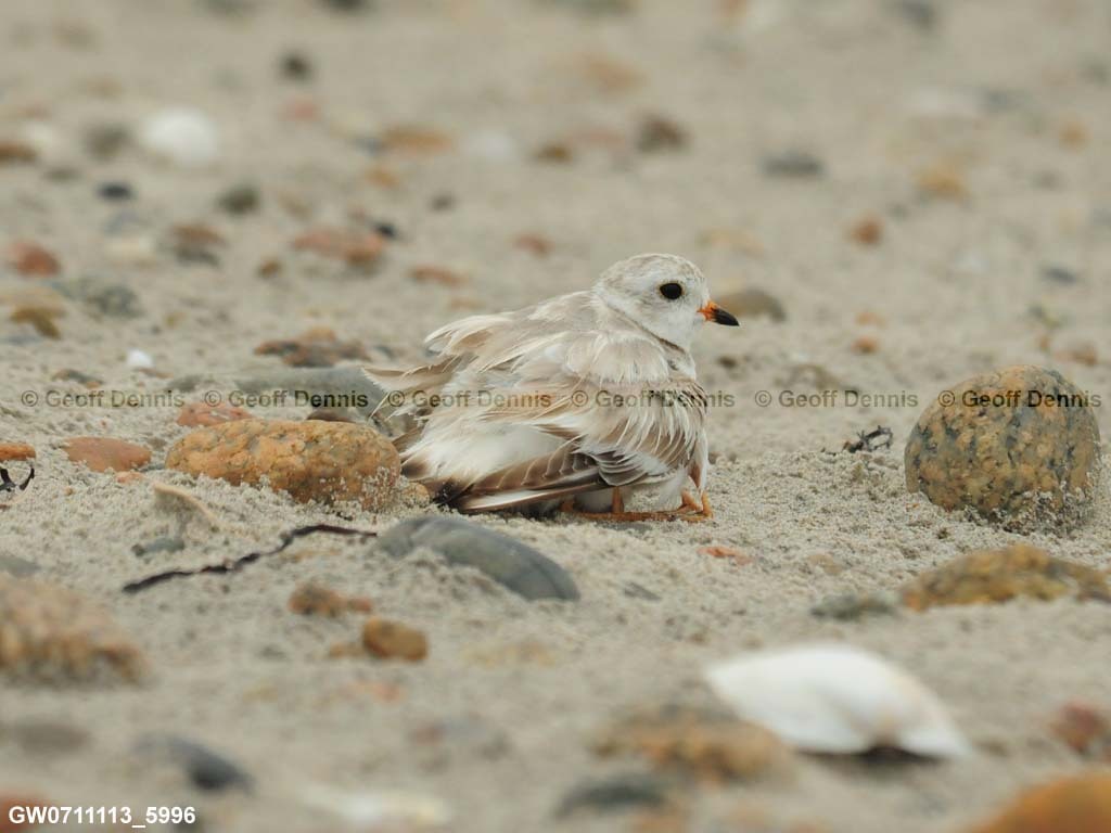 PIPL-14-AH_Piping-Plover