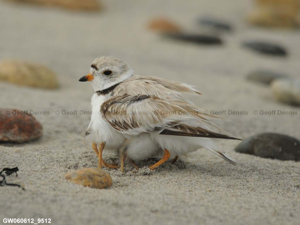 PIPL-14-AI_Piping-Plover