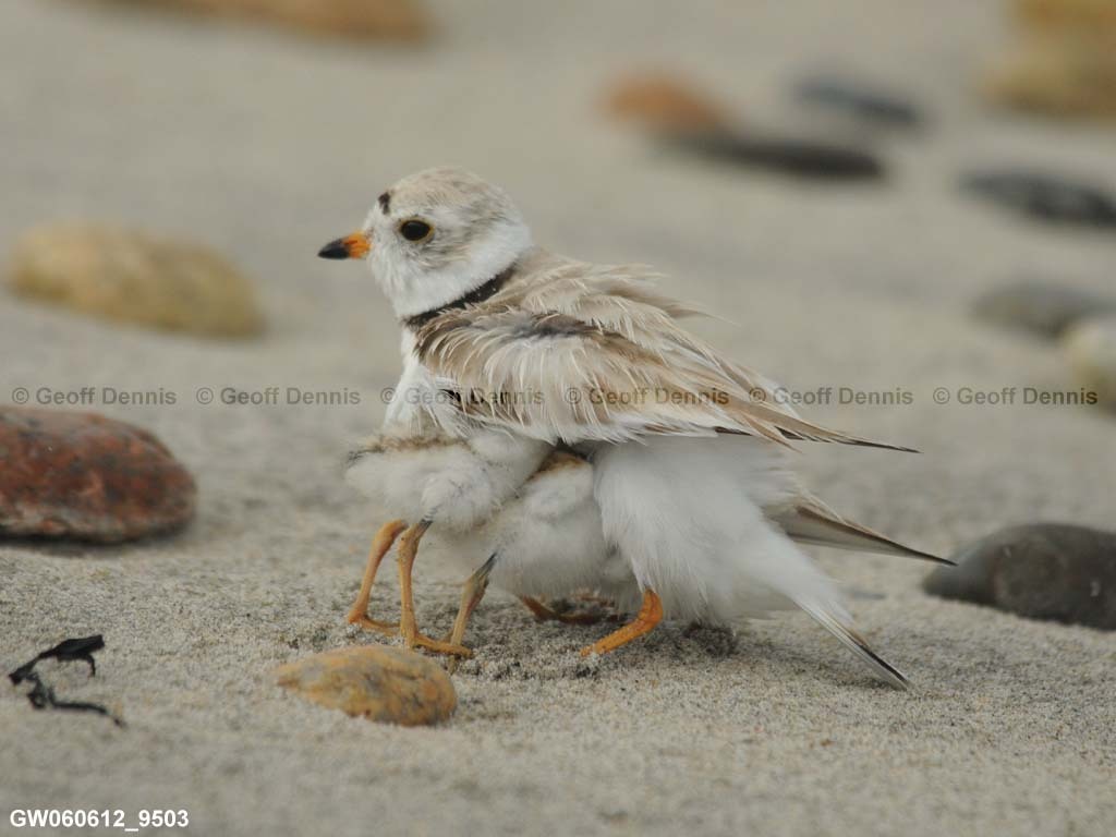 PIPL-14-AJ_Piping-Plover