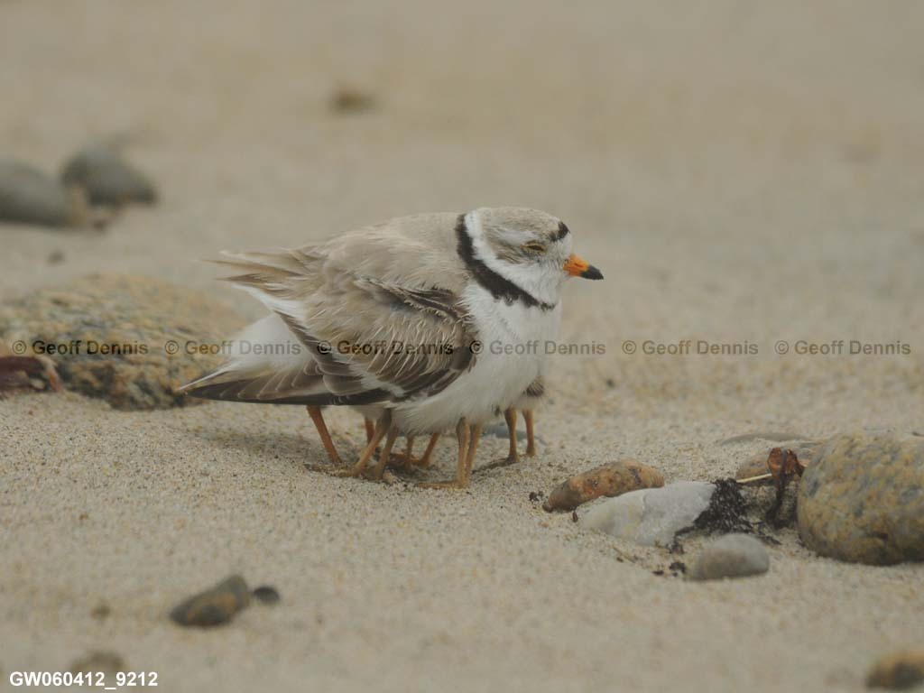 PIPL-14-AK_Piping-Plover
