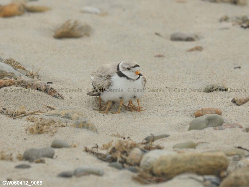 PIPL-14-AL_Piping-Plover