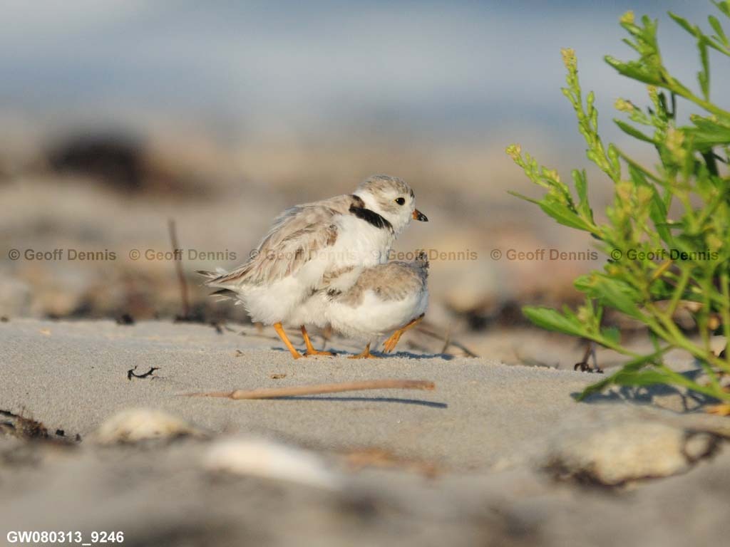 PIPL-14-AM_Piping-Plover