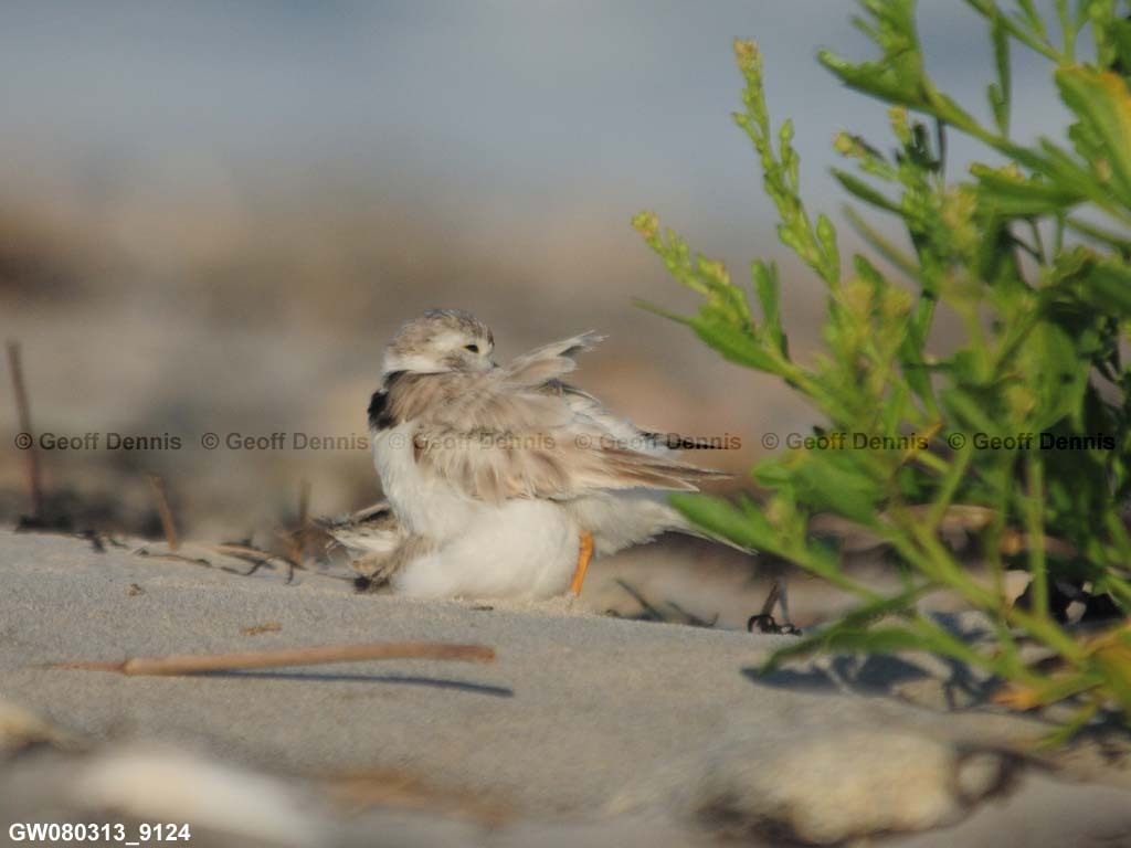 PIPL-14-AN_Piping-Plover