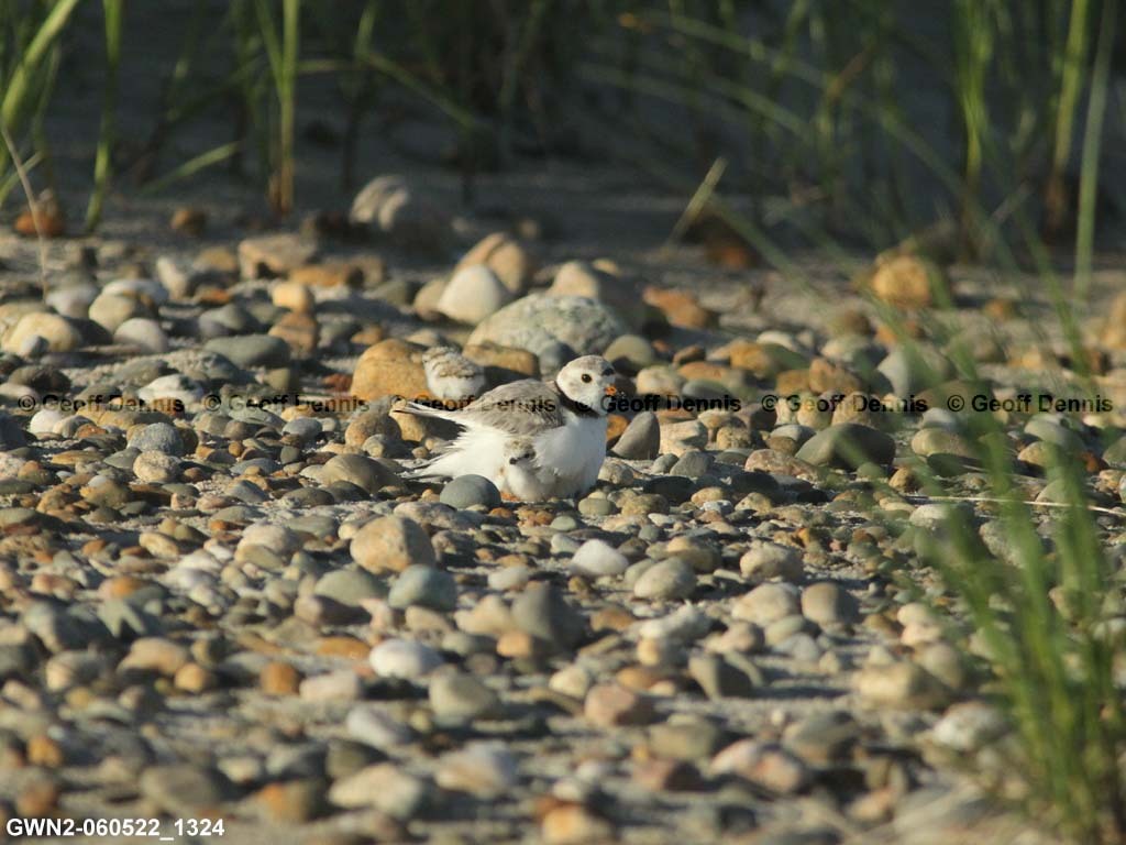 PIPL-14-AO_Piping-Plover