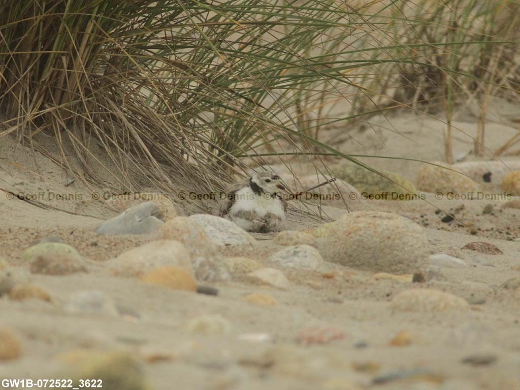 PIPL-14-AP_Piping-Plover
