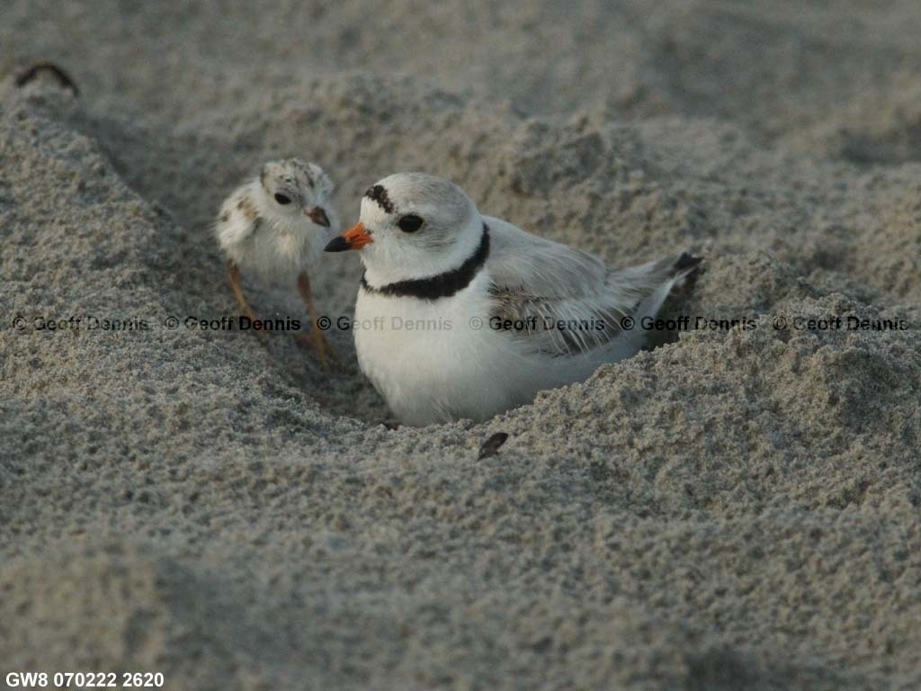 PIPL-14-AQ_Piping-Plover