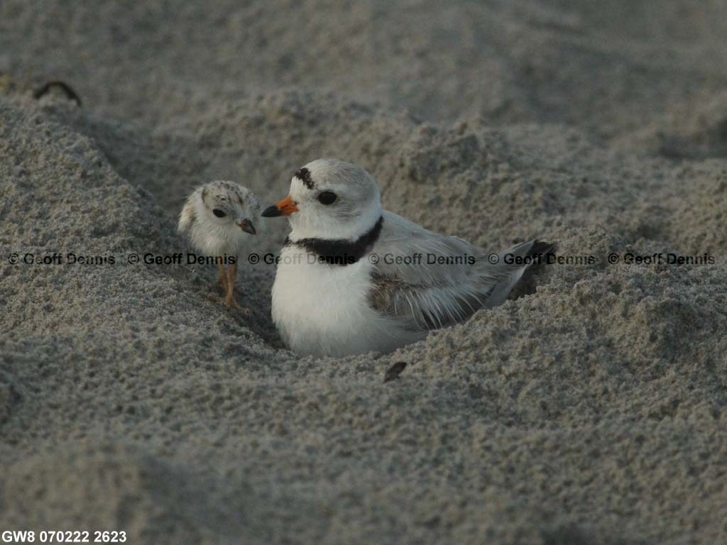 PIPL-14-AR_Piping-Plover