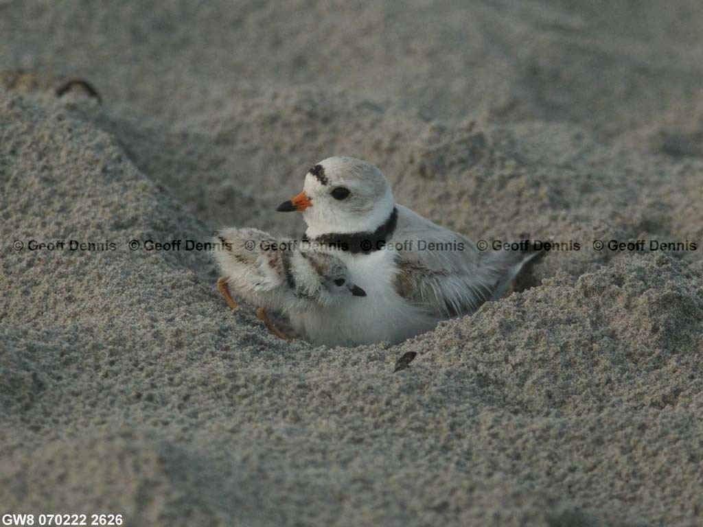 PIPL-14-AS_Piping-Plover