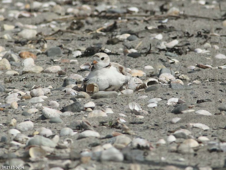 PIPL-14-AT_Piping-Plover