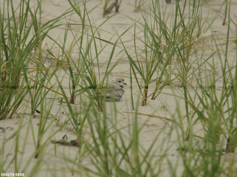 PIPL-14-AU_Piping-Plover