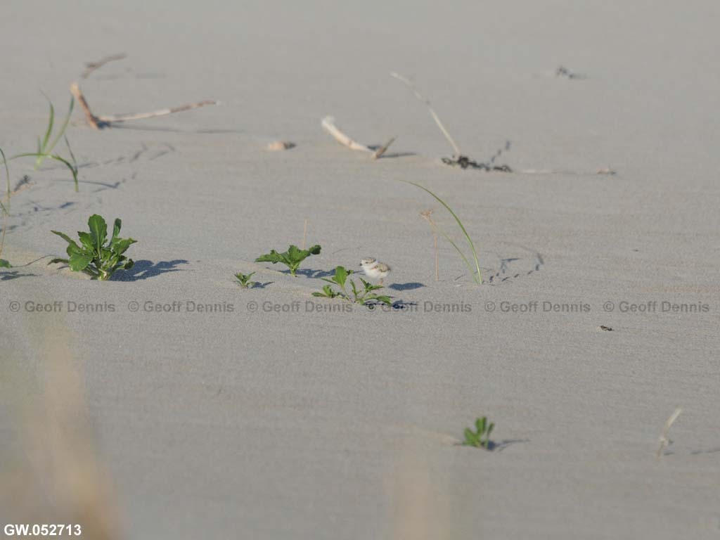 PIPL-13-AA_Piping-Plover