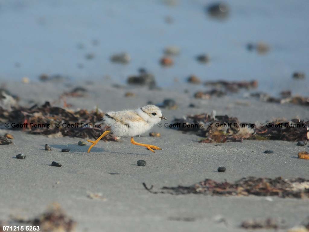 PIPL-13-AB_Piping-Plover