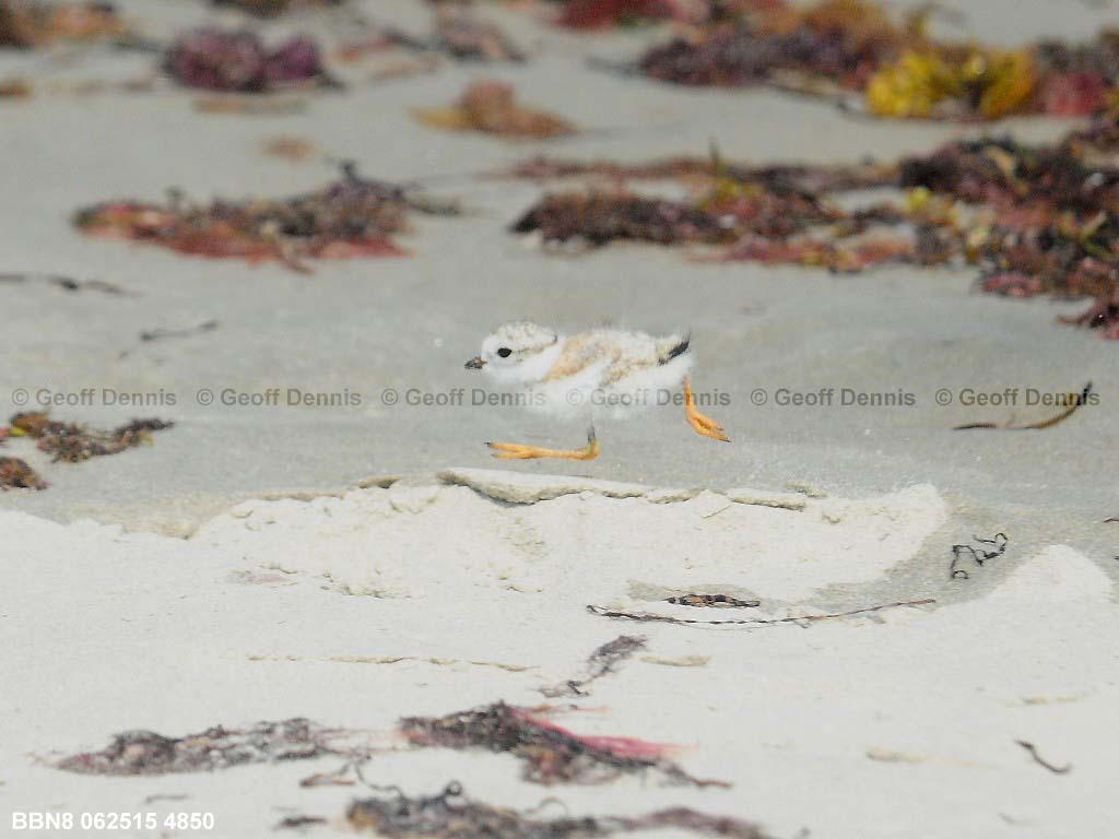 PIPL-13-AC_Piping-Plover