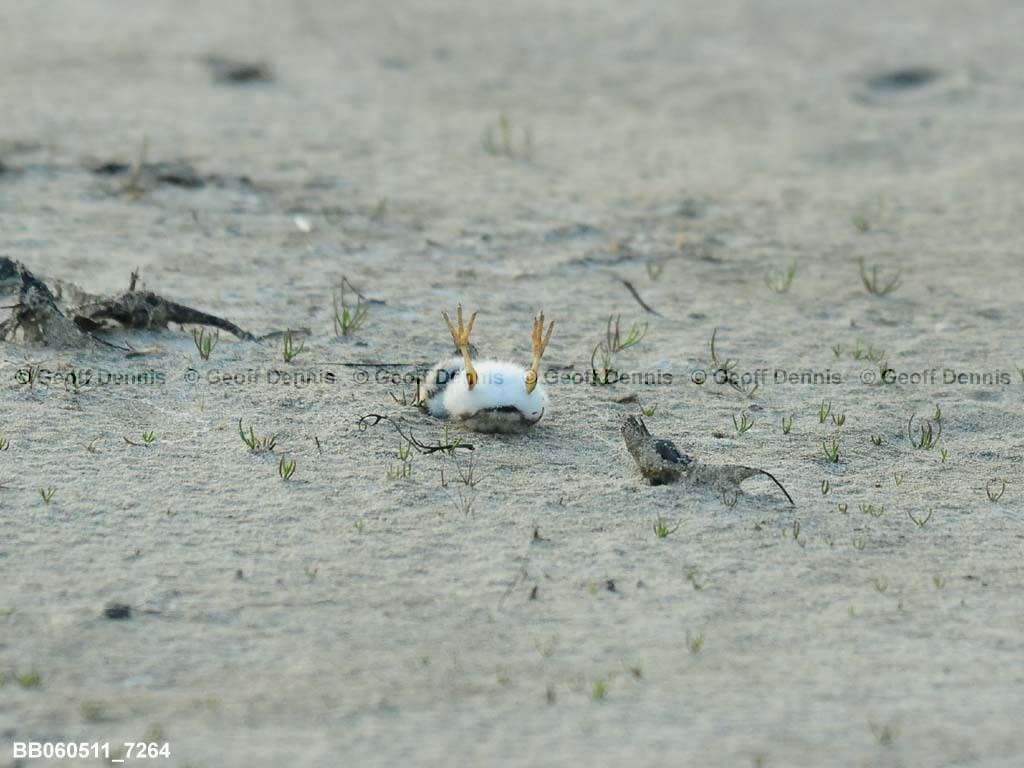 PIPL-13-AD_Piping-Plover