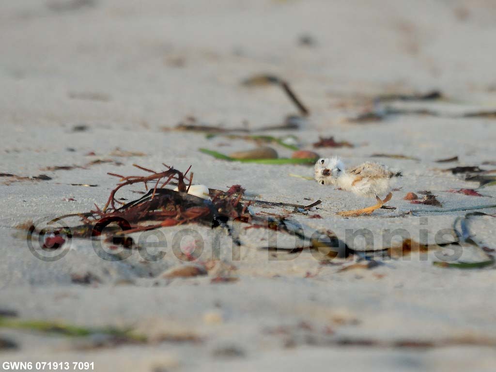 PIPL-13-AE_Piping-Plover