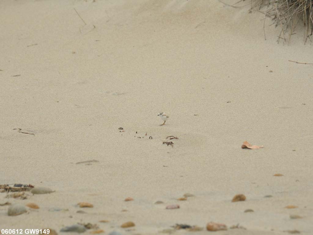 PIPL-13-AF_Piping-Plover