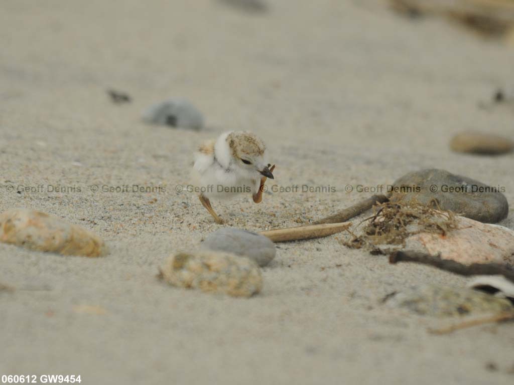 PIPL-13-AG_Piping-Plover