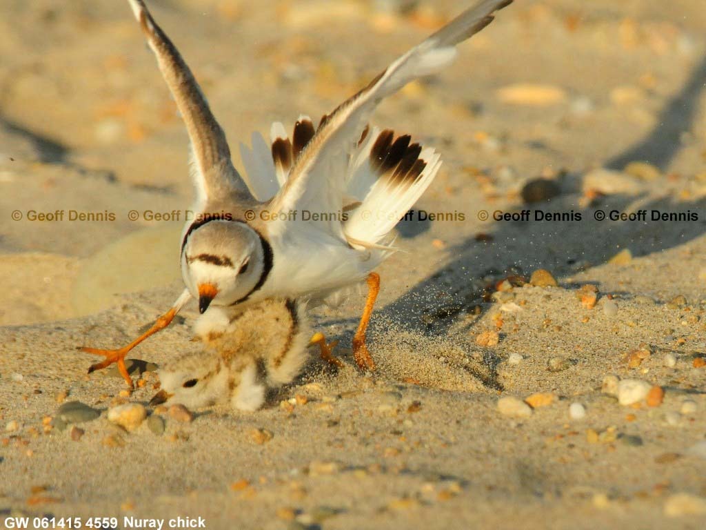 PIPL-13-AH_Piping-Plover