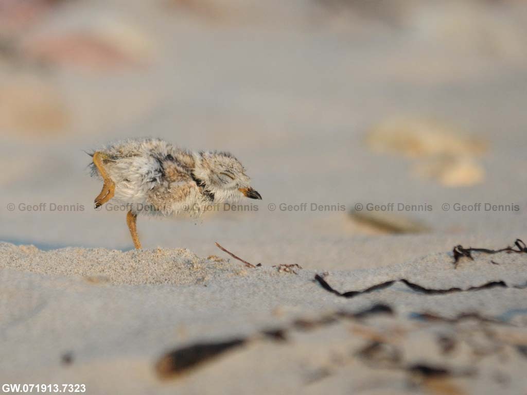 PIPL-13-AI_Piping-Plover