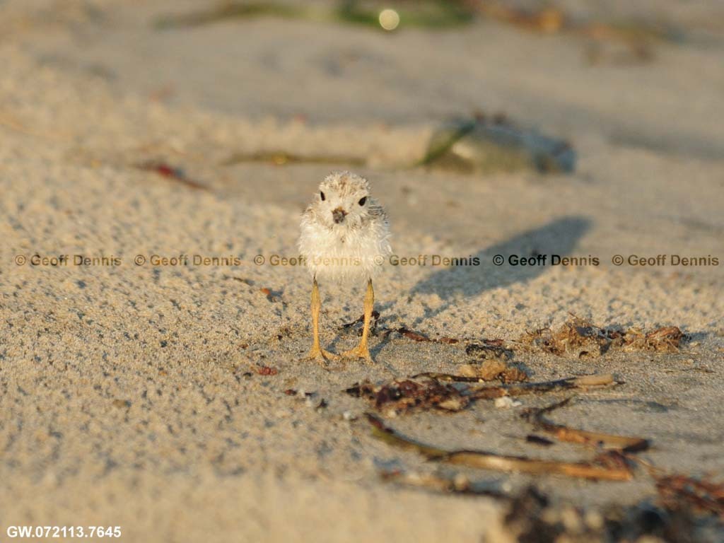 PIPL-13-AJ_Piping-Plover