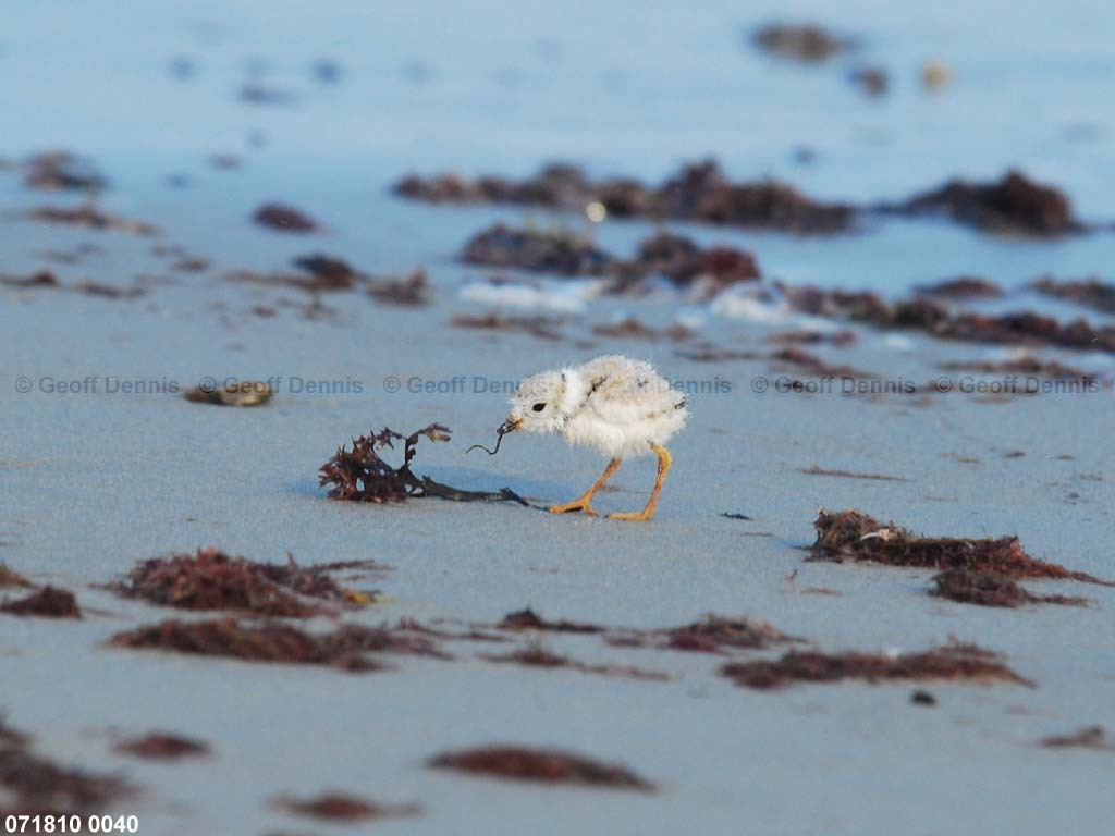 PIPL-13-AK_Piping-Plover