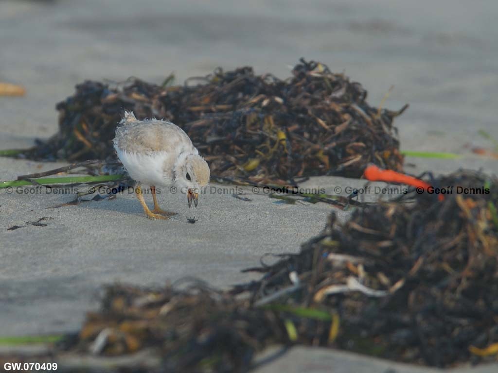 PIPL-13-AL_Piping-Plover
