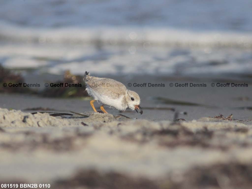 PIPL-13-AM_Piping-Plover