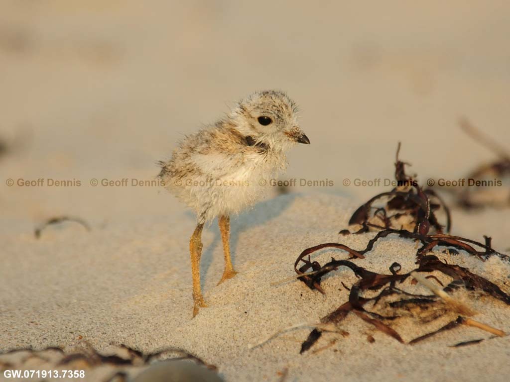 PIPL-13-AN_Piping-Plover