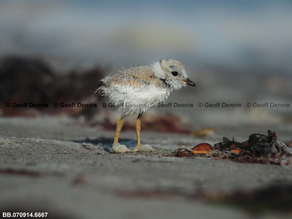 PIPL-13-AO_Piping-Plover