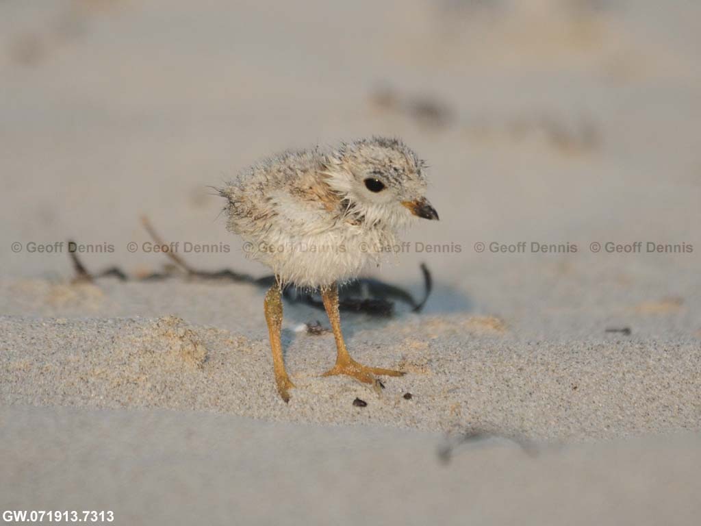 PIPL-13-AP_Piping-Plover