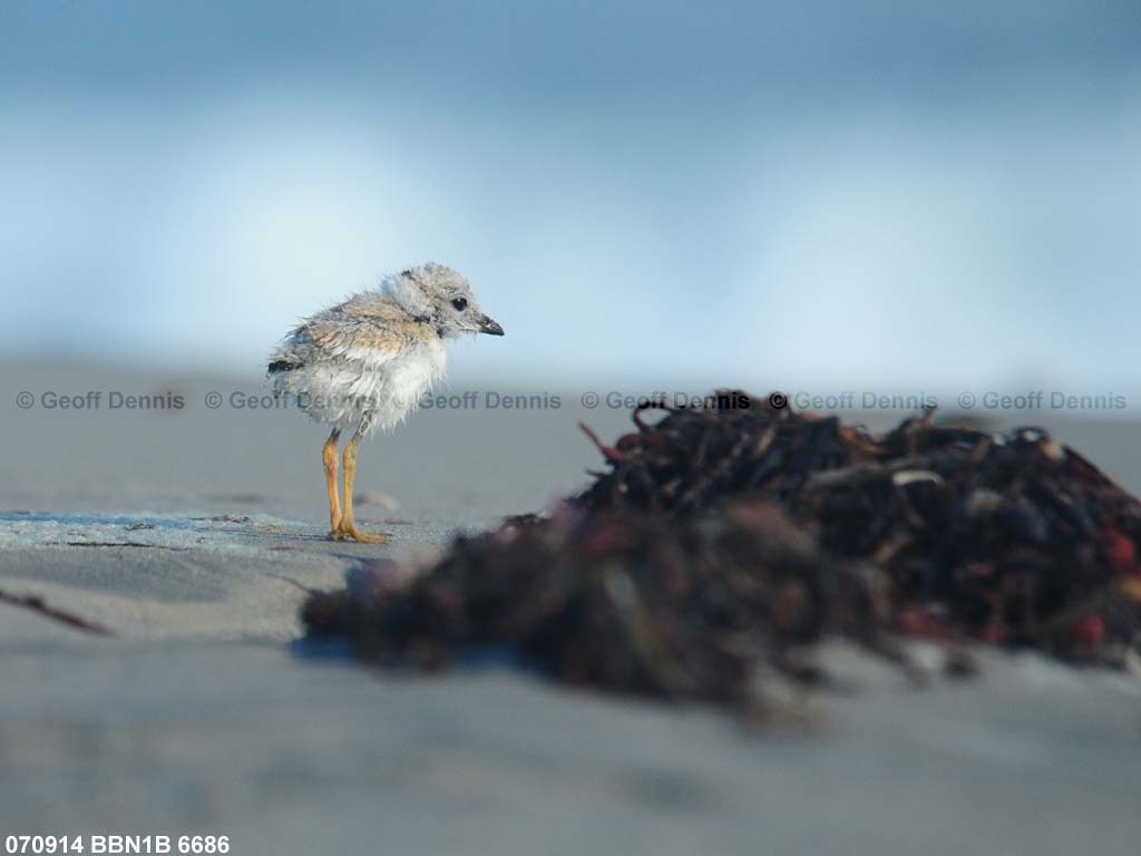 PIPL-13-AQ_Piping-Plover