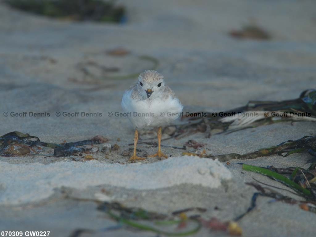 PIPL-13-AR_Piping-Plover