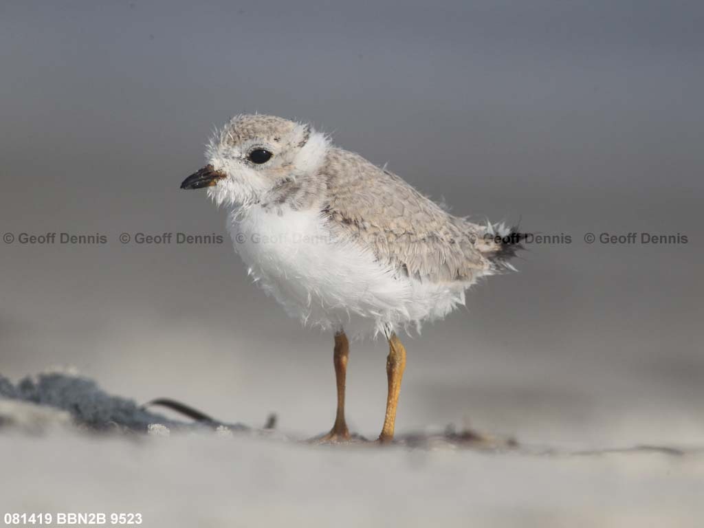 PIPL-13-AS_Piping-Plover