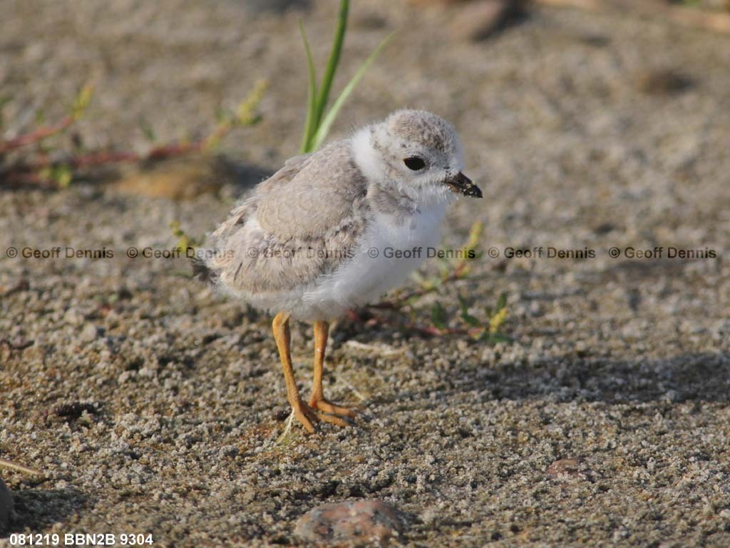 PIPL-13-AT_Piping-Plover