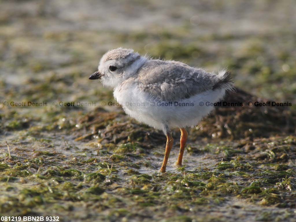 PIPL-13-AU_Piping-Plover